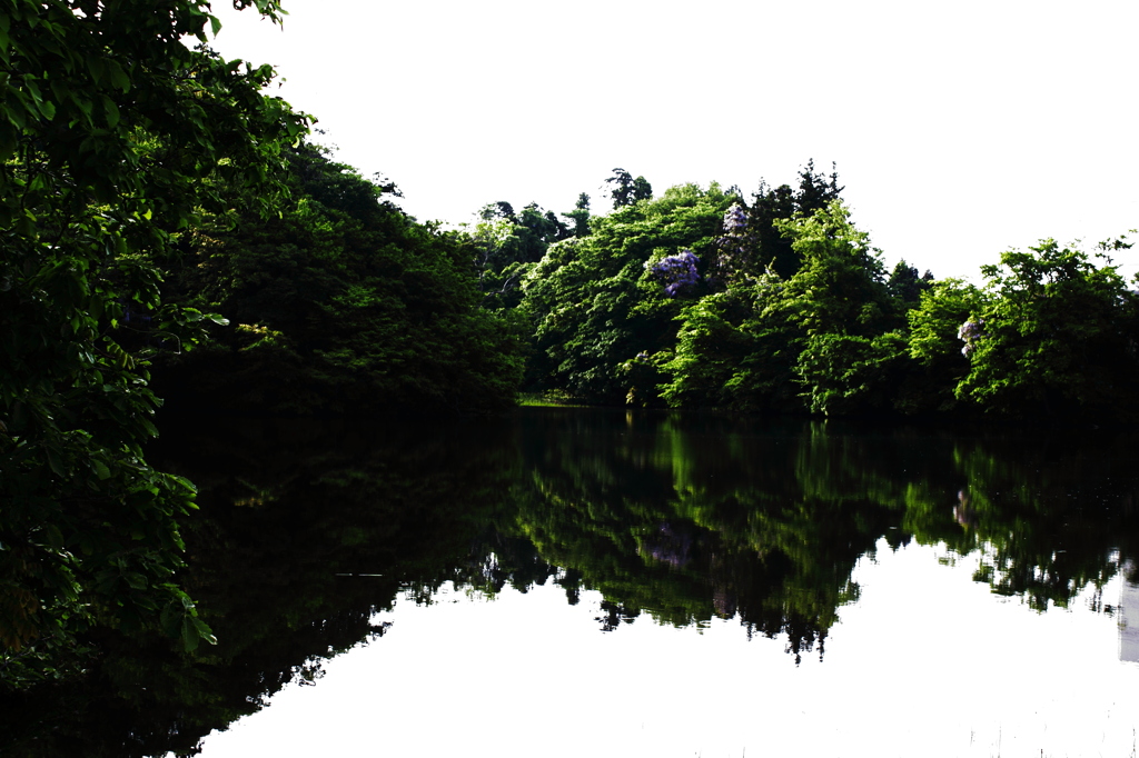 深い緑の風景