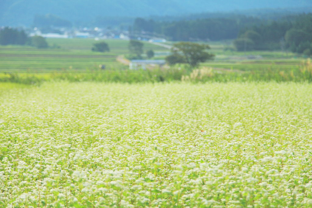 そばの景色