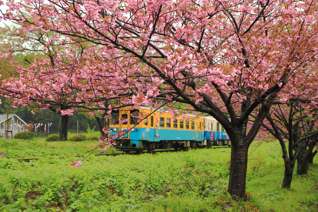 鳥海山麓線（鯉のぼり列車）