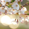 桜
