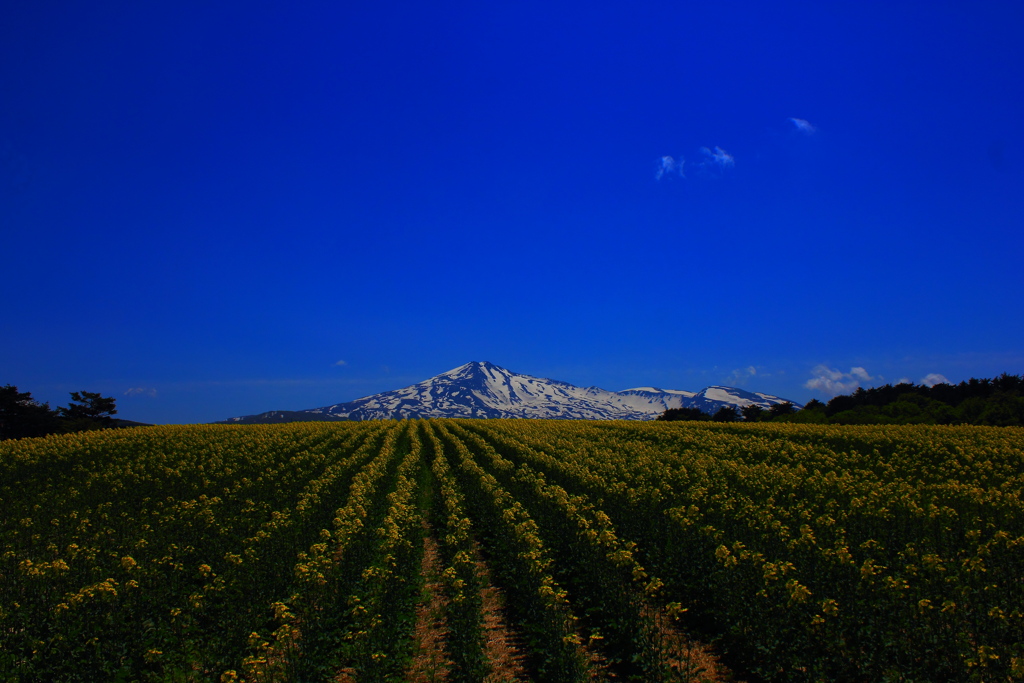 鳥海山と菜の花