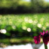 菖蒲　②