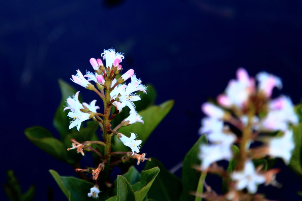 湿原に咲く花