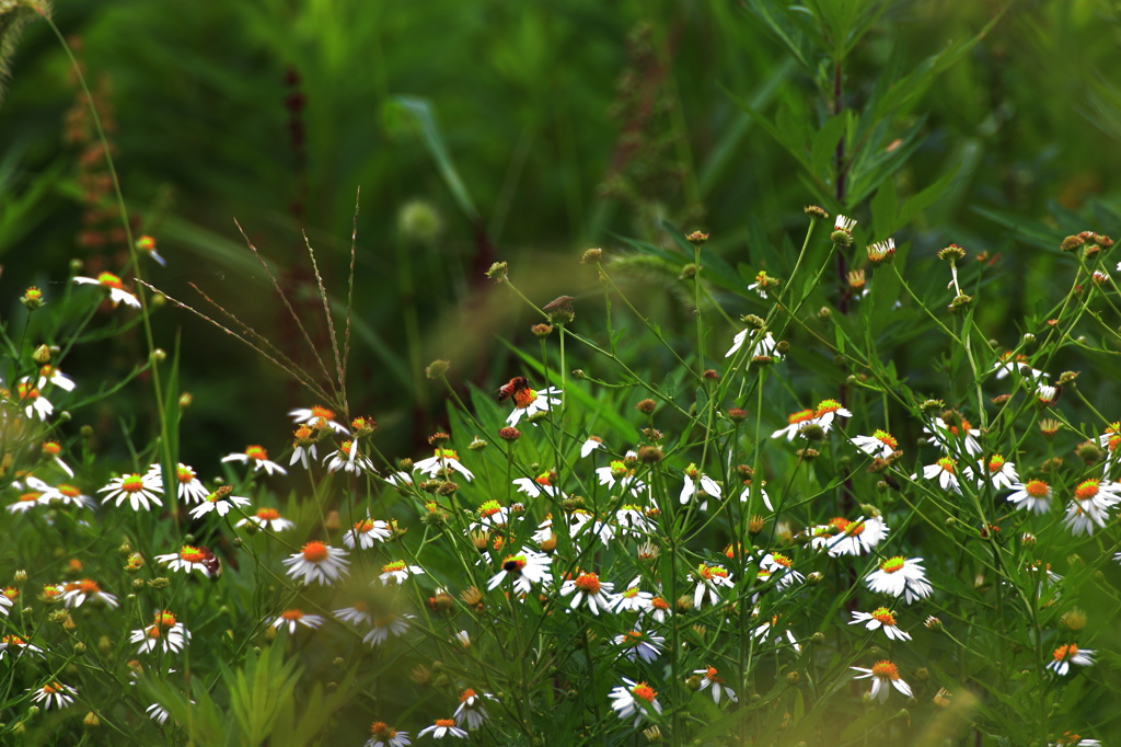 虫達の小さな世界