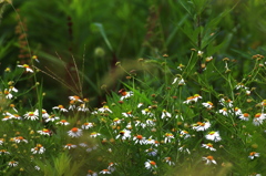 虫達の小さな世界