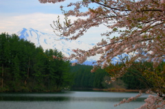 桜のある風景