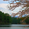 桜のある風景