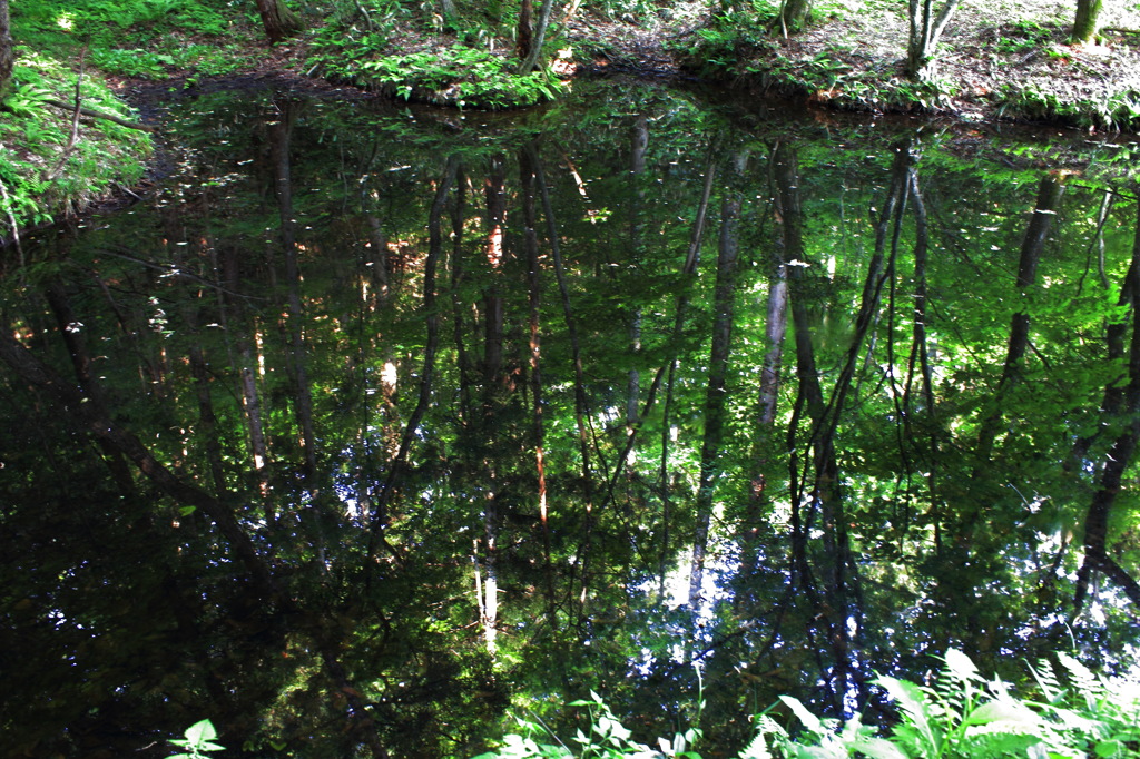 緑の池