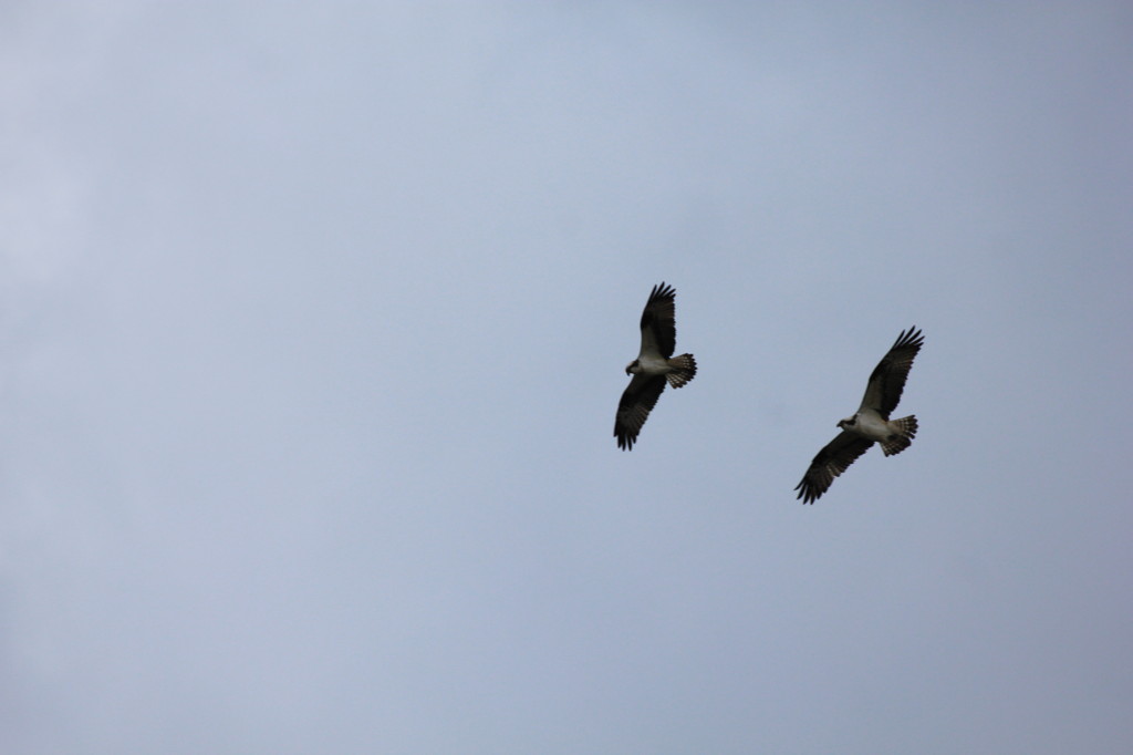 ミサゴのペアー