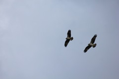 ミサゴのペアー