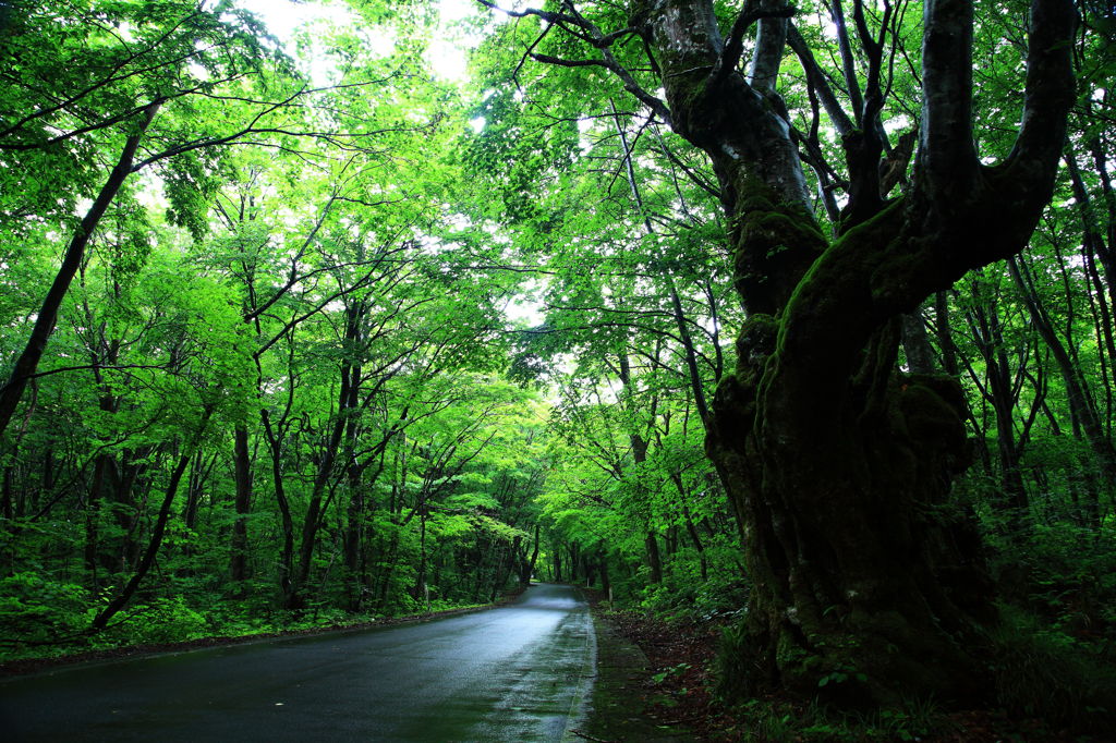 森を抜ける道