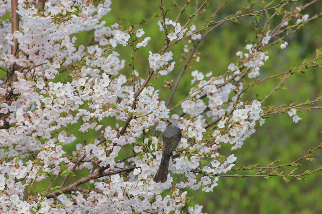 昨年　「こっちの蜜はあ～まいｿﾞ」