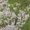 昨年　「こっちの蜜はあ～まいｿﾞ」