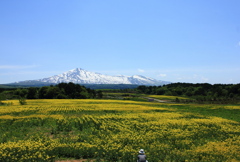 菜の花まつり