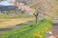 麗らかな、薫る季節