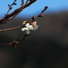 二度咲き