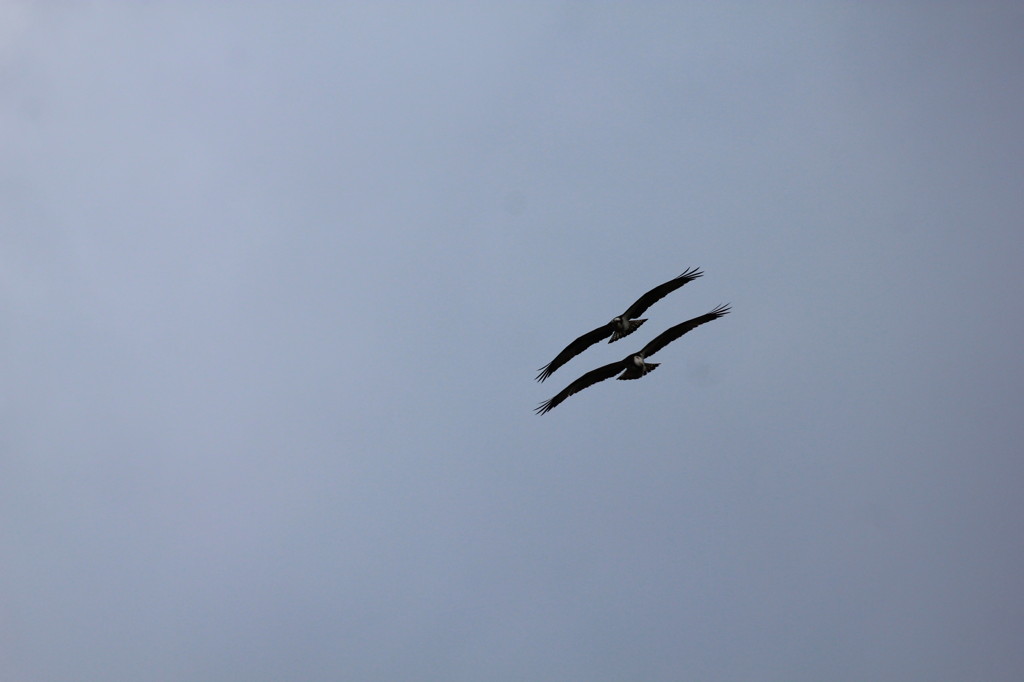 ミサゴのペアー2