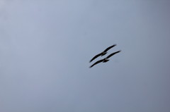 ミサゴのペアー2