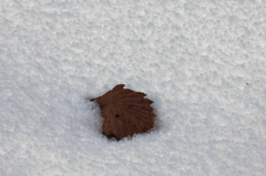 新雪に埋もれる