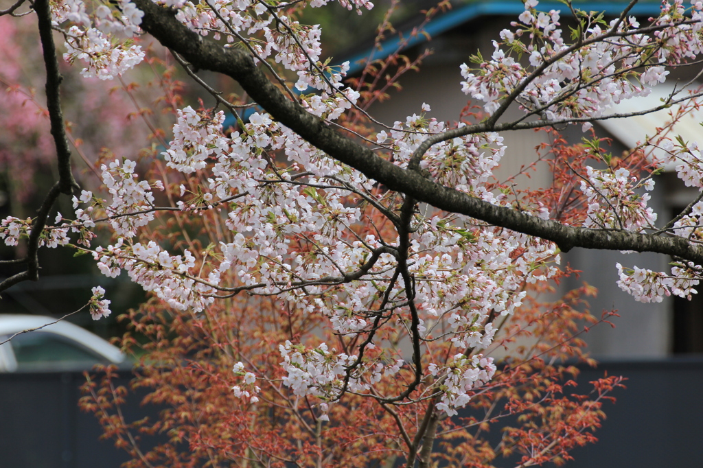去年の桜　角館②