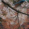 去年の桜　角館②