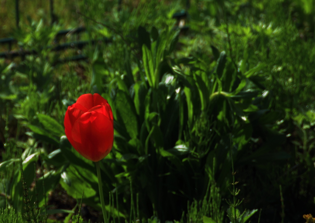 １輪のチューリップ