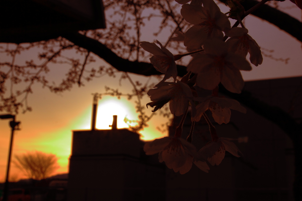 桜色