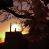 桜色