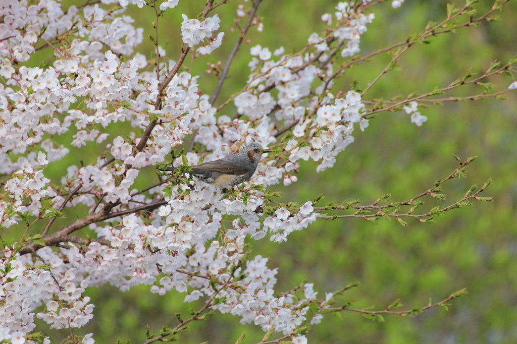 桜とヒヨドリ