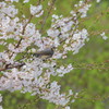 桜とヒヨドリ