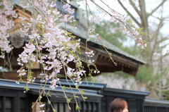 武家屋敷と桜
