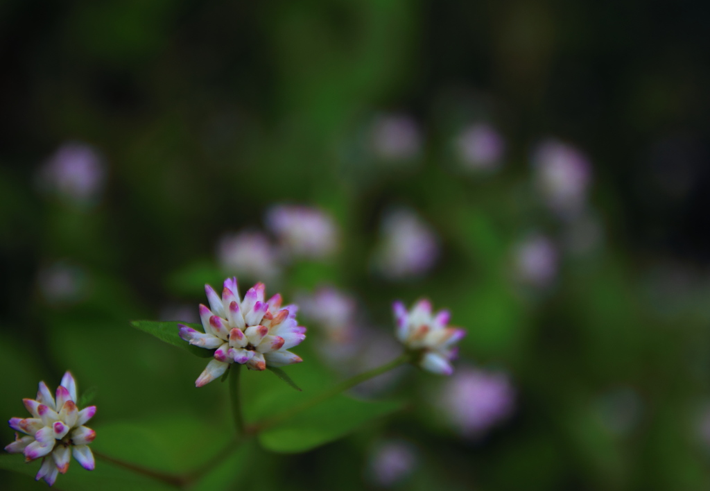 川辺に咲く花