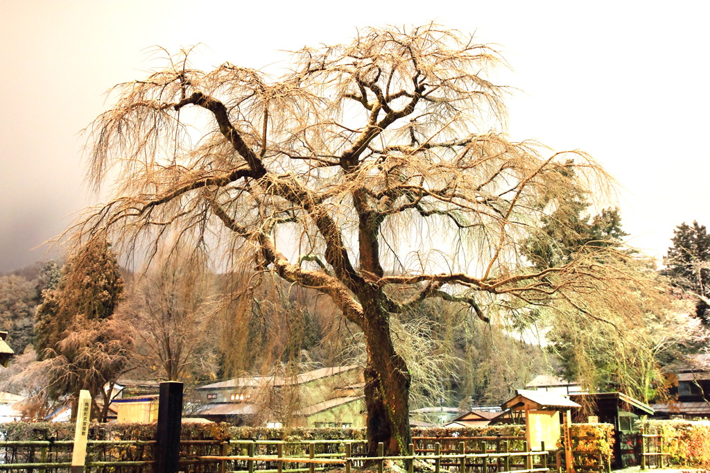 雪桜ver.2