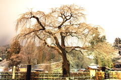 雪桜ver.2