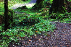 輝きへと続く道