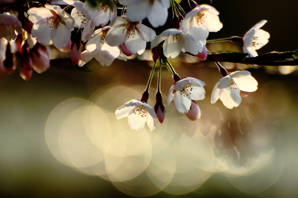 桜