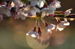花影