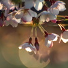 花影