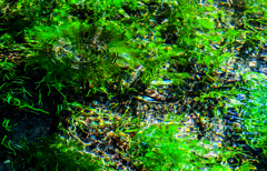 Green natural water
