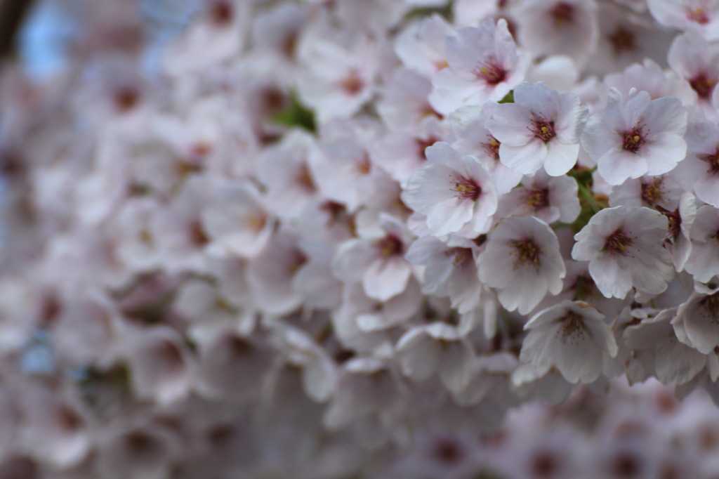 桜満開