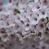 桜満開