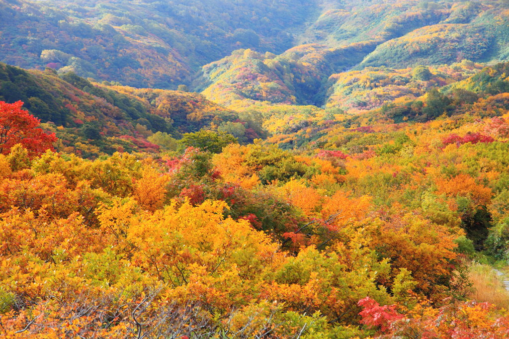 黄葉の山肌