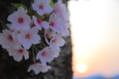 朝桜