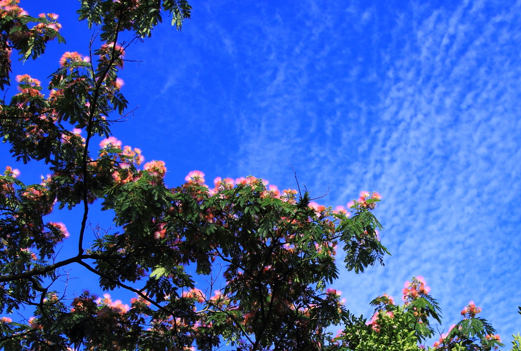 『象潟や　雨に西施が　ねぶの花』