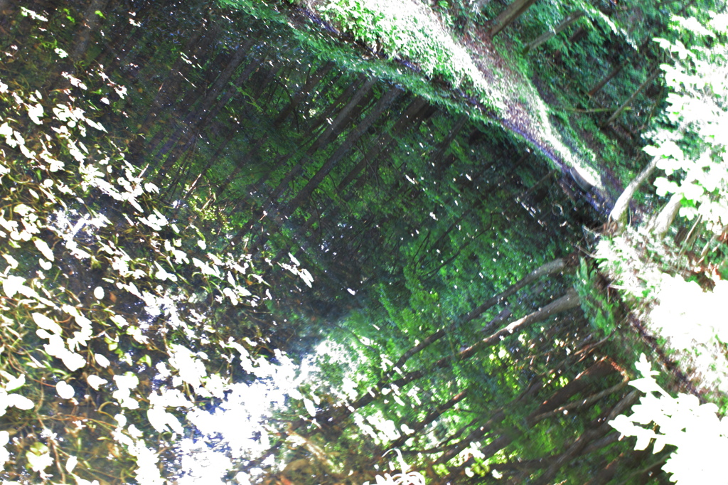 緑の池