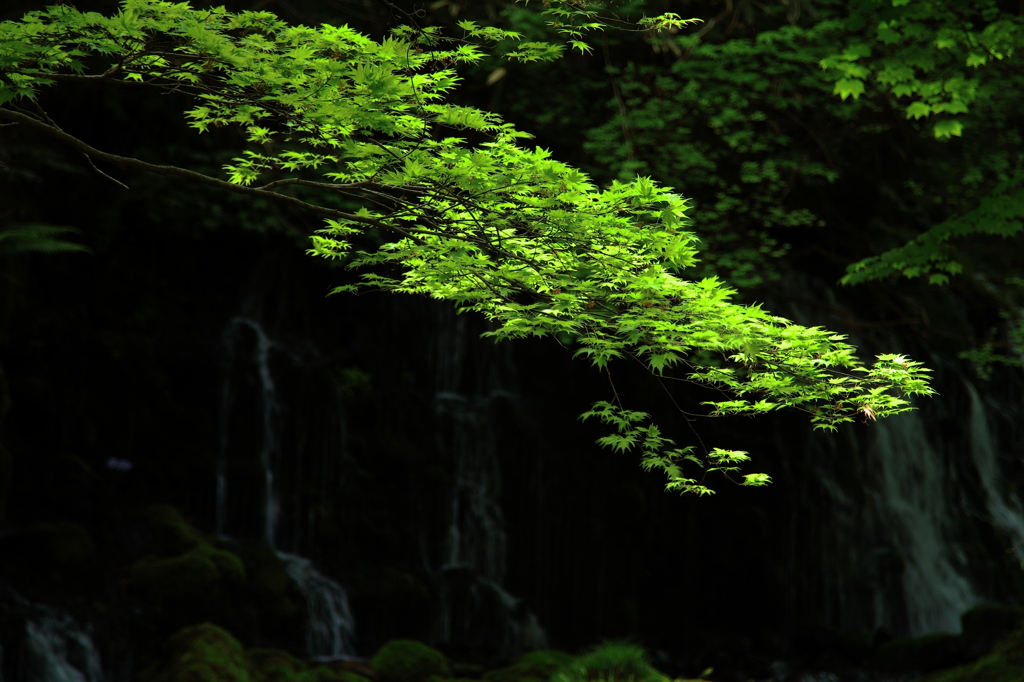 Ｌｉｍｅｇｒｅｅｎ