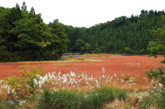 苔沼