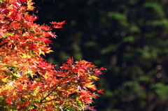 ＭＯＭＩＪＩ