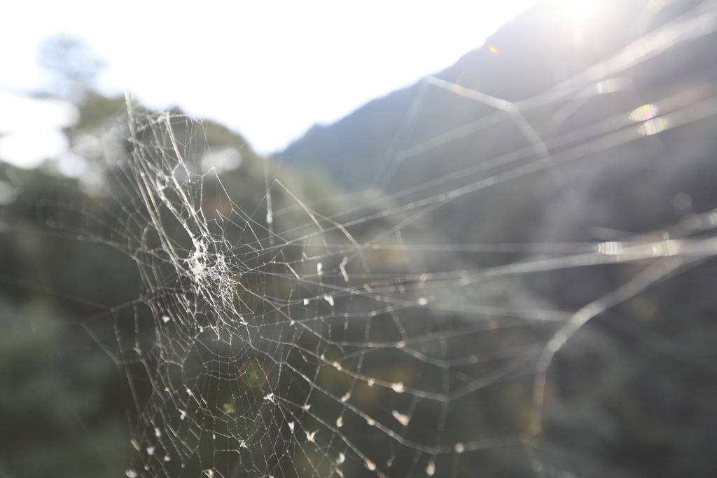 ご不在 -spider's web-