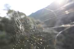 ご不在 -spider's web-